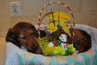 Jamnik d�ugow�osy